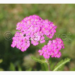 Rllike, bl., Summer Pastells (500 fr)