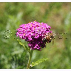 Rllike, bl., Summer Pastells (500 fr)