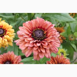 Blomsterfr, Solhat, Hret-, blanding, Sahara Mix (min.10 fr)
