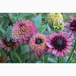 Blomsterfr, Solhat, Hret-, blanding, Sahara Mix (min.10 fr)