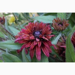 Blomsterfr, Solhat, Hret-, blanding, Sahara Mix (min.10 fr)