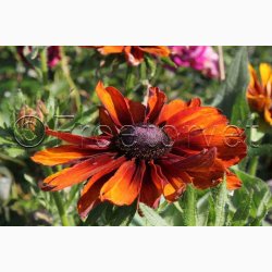 Blomsterfr, Rudbeckia hirta, Cappuccino - Solhat (15 fr)