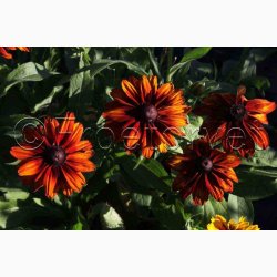 Blomsterfr, Rudbeckia hirta, Cappuccino - Solhat (15 fr)