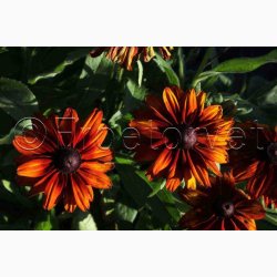 Blomsterfr, Rudbeckia hirta, Cappuccino - Solhat (15 fr)