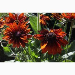 Blomsterfr, Rudbeckia hirta, Cappuccino - Solhat (15 fr)