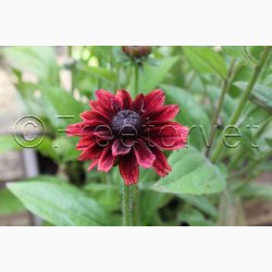 Rudbeckia hirta Cherry Brandy - Hret solhat (min. 60 fr)