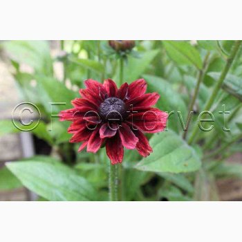 Rudbeckia hirta Cherry Brandy - Hret solhat (min. 60 fr)