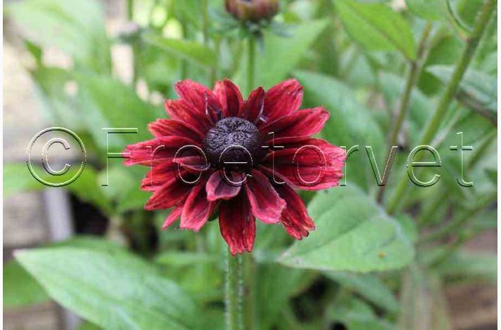 Rudbeckia hirta Cherry Brandy - Hret solhat (min. 60 fr)