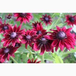 Rudbeckia hirta Cherry Brandy - Hret solhat (min. 60 fr)