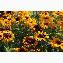 Rudbeckia hirta, Denver Daisy - Solhat