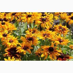 Rudbeckia hirta, Denver Daisy - Solhat