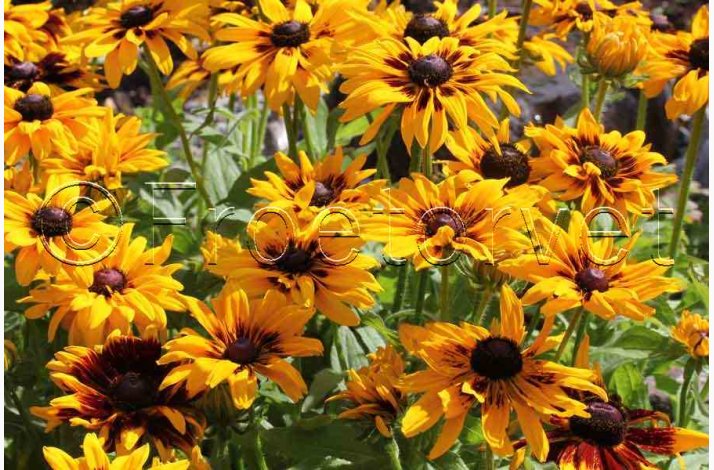 Rudbeckia hirta, Denver Daisy - Solhat