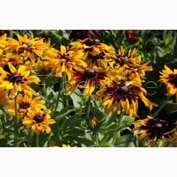 Rudbeckia hirta, Denver Daisy - Solhat