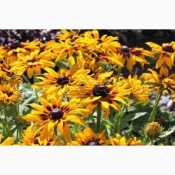 Rudbeckia hirta, Denver Daisy - Solhat