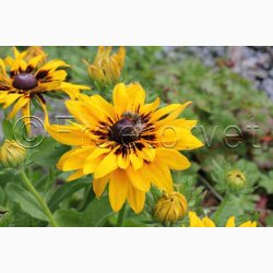 Rudbeckia hirta, Denver Daisy - Solhat