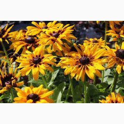 Rudbeckia hirta, Denver Daisy - Solhat