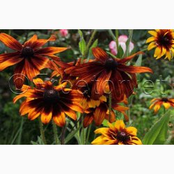 H�ret solhat � Rudbeckia hirta �Gloriosa Daisy� miks � Fr� (Min. 75 stk.)