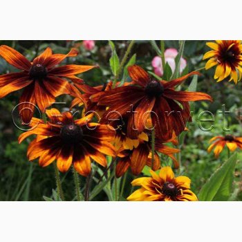 H�ret solhat � Rudbeckia hirta �Gloriosa Daisy� miks � Fr� (Min. 75 stk.)