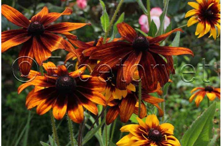 H�ret solhat � Rudbeckia hirta �Gloriosa Daisy� miks � Fr� (Min. 75 stk.)
