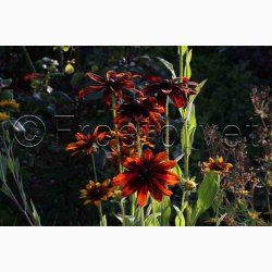 H�ret solhat � Rudbeckia hirta �Gloriosa Daisy� miks � Fr� (Min. 75 stk.)