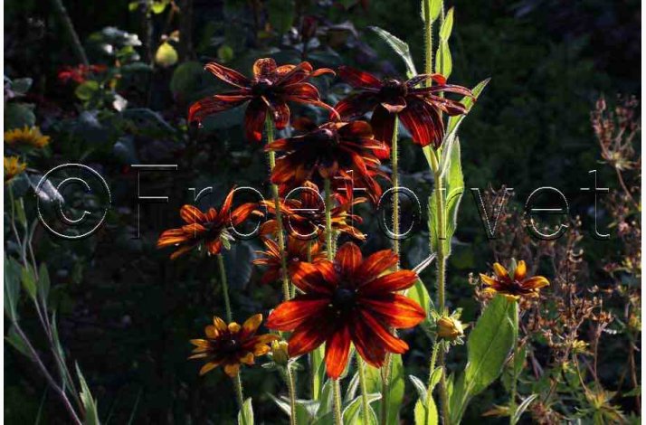 H�ret solhat � Rudbeckia hirta �Gloriosa Daisy� miks � Fr� (Min. 75 stk.)