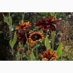 H�ret solhat � Rudbeckia hirta �Gloriosa Daisy� miks � Fr� (Min. 75 stk.)