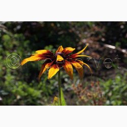 H�ret solhat � Rudbeckia hirta �Gloriosa Daisy� miks � Fr� (Min. 75 stk.)