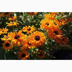 Rudbeckia hirta Goldilocks - Solhat (100 fr)