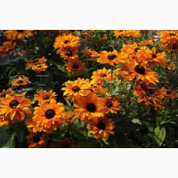 Rudbeckia hirta Goldilocks - Solhat (100 fr)