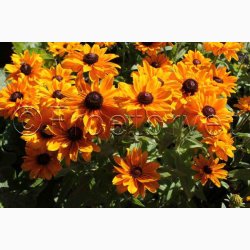 Rudbeckia hirta Goldilocks - Solhat (100 fr)