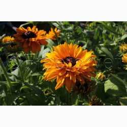 Rudbeckia hirta Goldilocks - Solhat (100 fr)