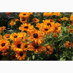 Rudbeckia hirta Goldilocks - Solhat (100 fr)