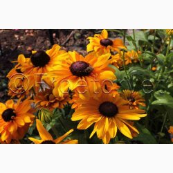 Rudbeckia hirta Goldilocks - Solhat (100 fr)