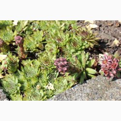 SEMPERVIVUM hybridum Vinterhrdfr sorter - Huslg (ca.100 fr)