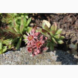 SEMPERVIVUM hybridum Vinterhrdfr sorter - Huslg (ca.100 fr)