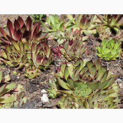 SEMPERVIVUM hybridum Vinterhrdfr sorter - Huslg (ca.100 fr)