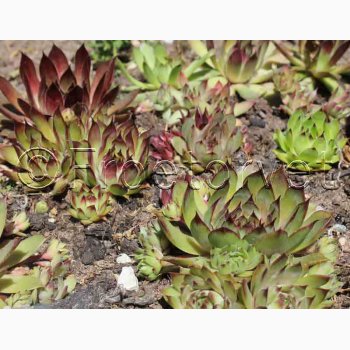 SEMPERVIVUM hybridum Vinterhrdfr sorter - Huslg (ca.100 fr)