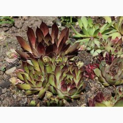 SEMPERVIVUM hybridum Vinterhrdfr sorter - Huslg (ca.100 fr)