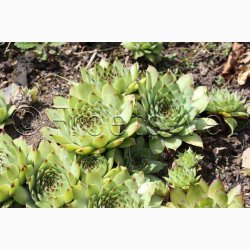 SEMPERVIVUM tectorum   Huslg, vinterhrdfr (ca. 100 fr)