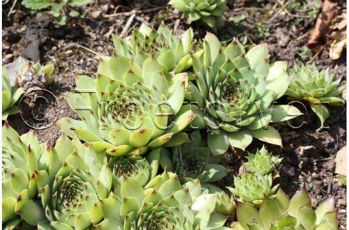 SEMPERVIVUM tectorum   Huslg, vinterhrdfr (ca. 100 fr)
