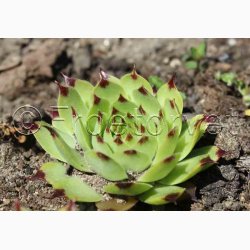 SEMPERVIVUM tectorum   Huslg, vinterhrdfr (ca. 100 fr)