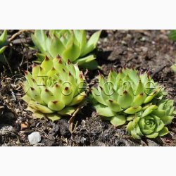 SEMPERVIVUM tectorum   Huslg, vinterhrdfr (ca. 100 fr)
