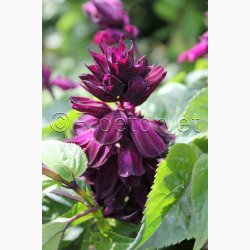 Salvia Lighthouse Purple Salvia  Salvie (ca. 50 fr)