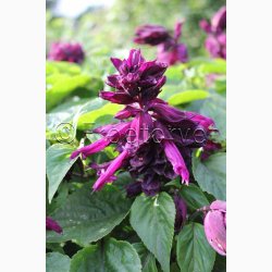 Salvia Lighthouse Purple Salvia  Salvie (ca. 50 fr)