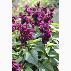 Salvia Lighthouse Purple Salvia  Salvie (ca. 50 fr)