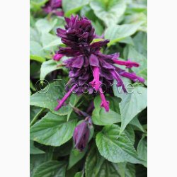 Salvia Lighthouse Purple Salvia  Salvie (ca. 50 fr)