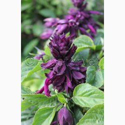 Salvia Lighthouse Purple Salvia  Salvie (ca. 50 fr)