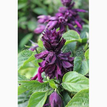 Salvia Lighthouse Purple Salvia  Salvie (ca. 50 fr)