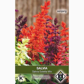 Salvie � Salvia splendens �Estella Mix� � Fr� (ca. 70 stk)