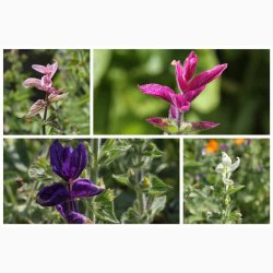 Salvia viridis Dusksalvie blanding - Buntschopf salvie tricolor